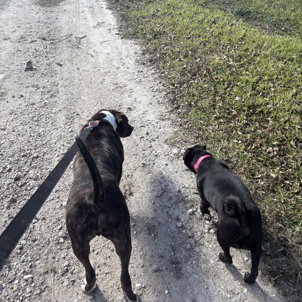 Enlarge Daisy, an adopted mixed breed in The Woodlands, TX image 3/5