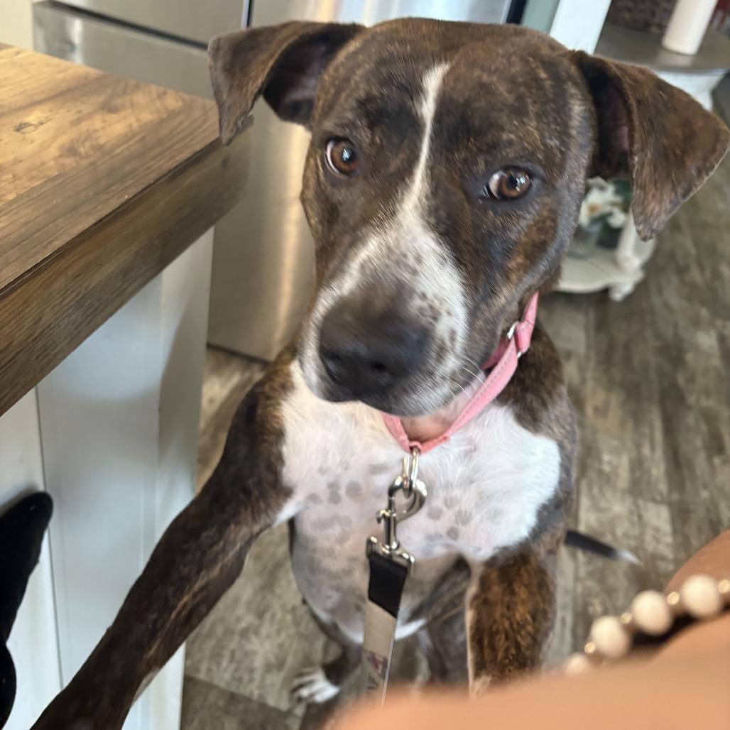 Enlarge Daisy, an adopted mixed breed in The Woodlands, TX image 2/5