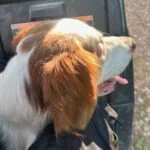 Enlarge BRODY  - #20038879   MO, a Adoptable Brittany Spaniel in Sugar Grove, IL image 2/3