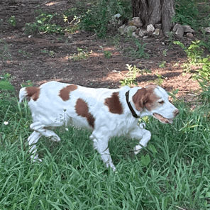 Enlarge BRODY  - #20038879   MO, a Adoptable Brittany Spaniel in Sugar Grove, IL image 1/3