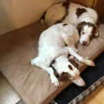 Enlarge BRODY  - #20038879   MO, a Adoptable Brittany Spaniel in Sugar Grove, IL image 3/3