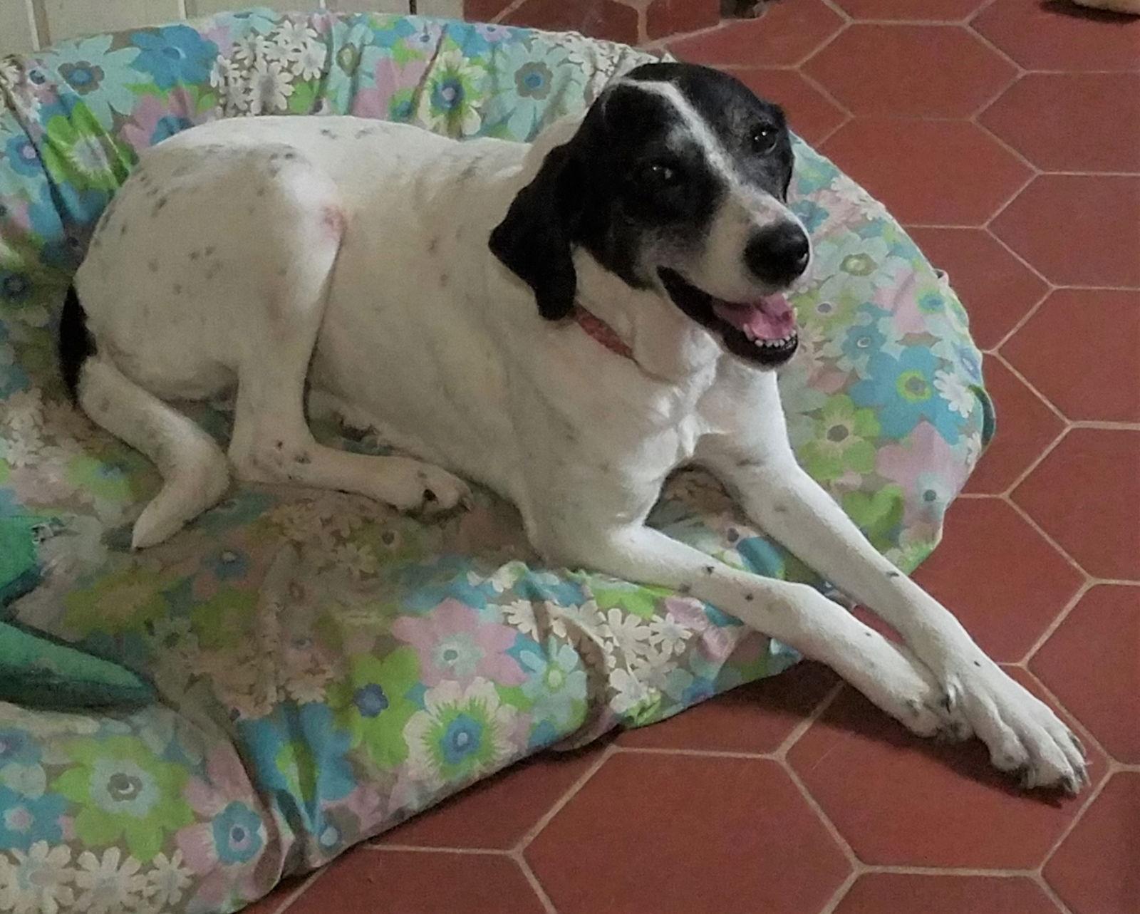 Serena, Adoptable, Senior Female Pointer & Great Pyrenees.
