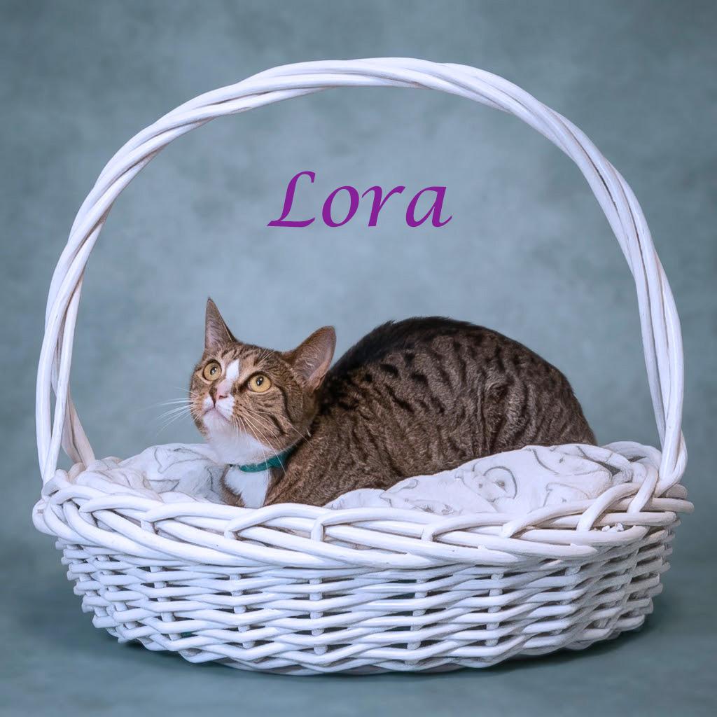 Lora C26-207, Adoptable, Young Female Domestic Short Hair.