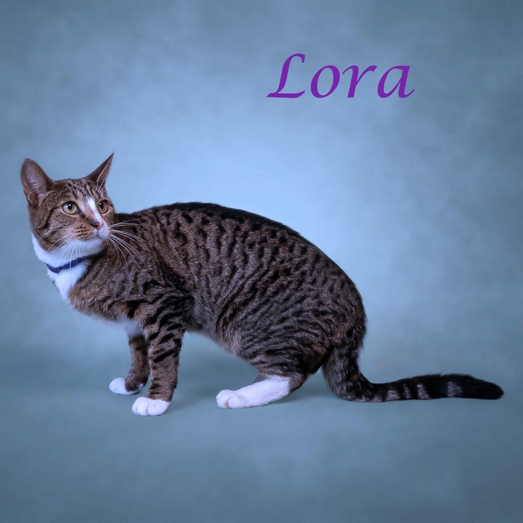 Enlarge Lora C26-207, a Adoptable Domestic Short Hair in Lebanon, TN image 2/4