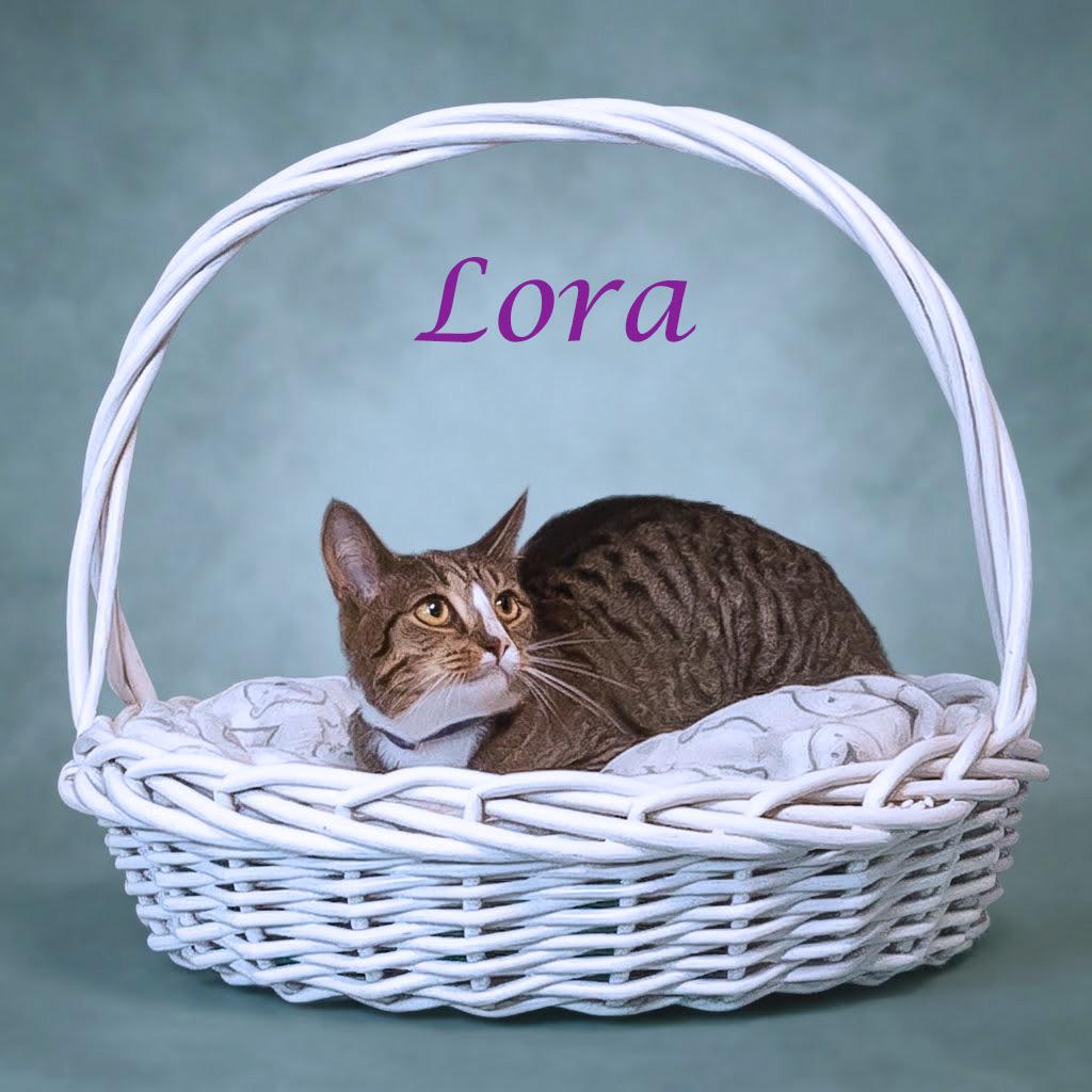Enlarge Lora C26-207, a Adoptable Domestic Short Hair in Lebanon, TN image 3/4