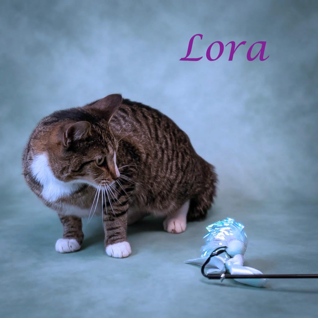 Enlarge Lora C26-207, a Adoptable Domestic Short Hair in Lebanon, TN image 4/4