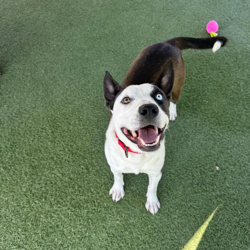 Charli, a Adoptable mixed breed in Buellton, CA image 1/6