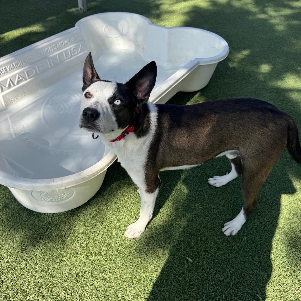 Charli, a Adoptable mixed breed in Buellton, CA image 2/6