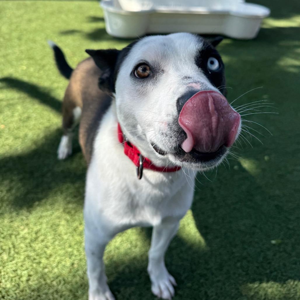 Charli, a Adoptable mixed breed in Buellton, CA image 3/6