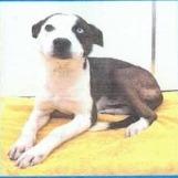 Enlarge Charli, a Adoptable mixed breed in Buellton, CA image 1/1