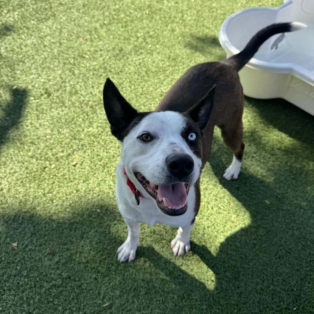 Charli, a Adoptable mixed breed in Buellton, CA image 5/6
