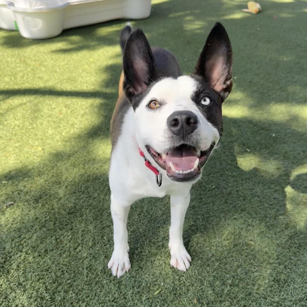 Charli, a Adoptable mixed breed in Buellton, CA image 6/6