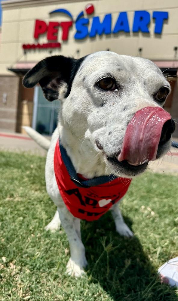 Enlarge Tuck Tuck, a Adoptable mixed breed in Shawnee, OK image 4/6