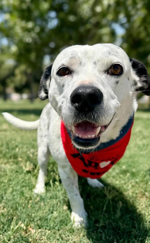 Enlarge Tuck Tuck, a Adoptable mixed breed in Shawnee, OK image 5/6