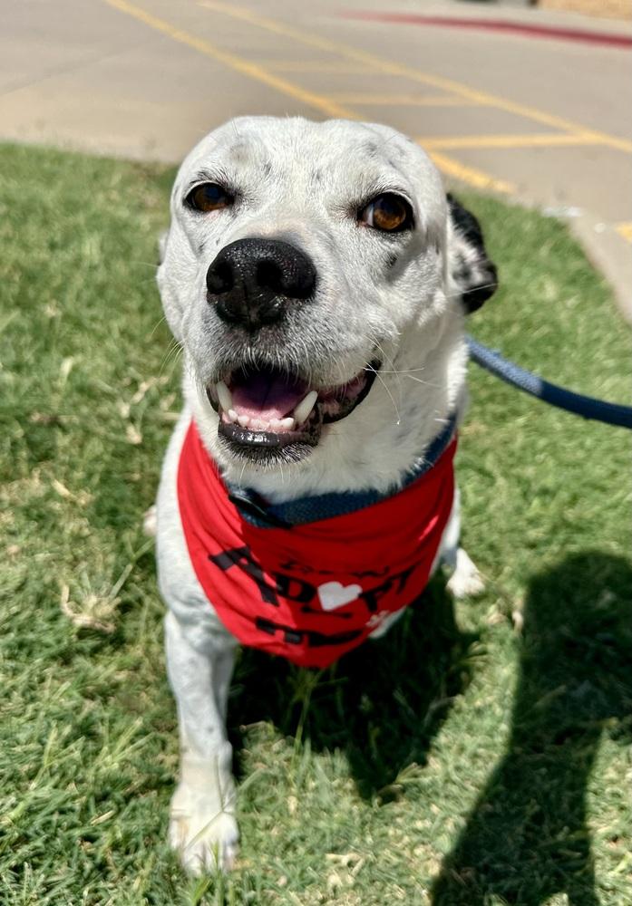 Enlarge Tuck Tuck, a Adoptable mixed breed in Shawnee, OK image 6/6