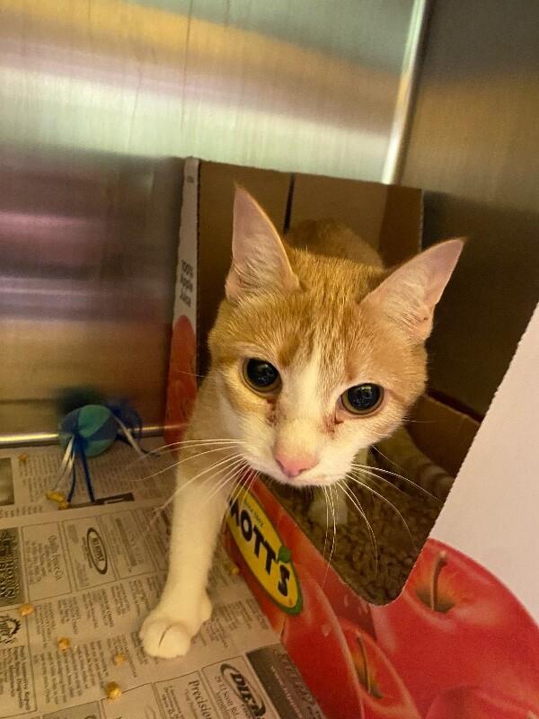 Venus, Adoptable, Adult Female Domestic Short Hair.