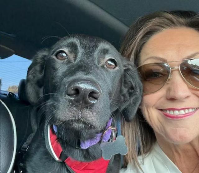 Madison - Maine, a Adoptable Mixed Breed in Kennebunkport, ME image 2/4