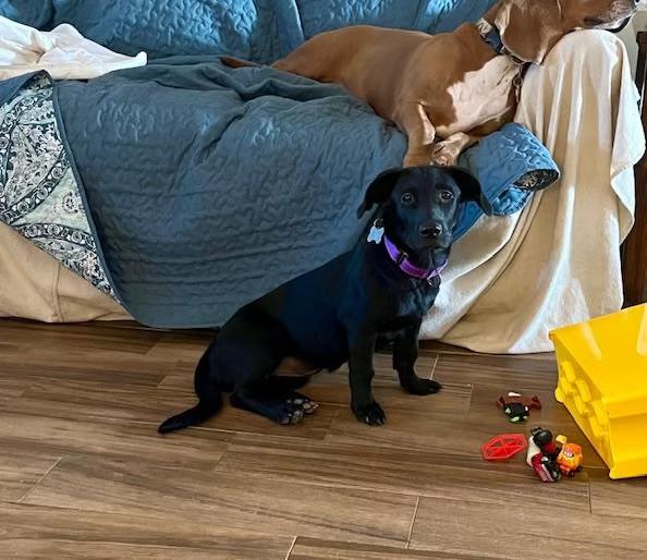 Madison - Maine, a Adoptable Mixed Breed in Kennebunkport, ME image 3/4