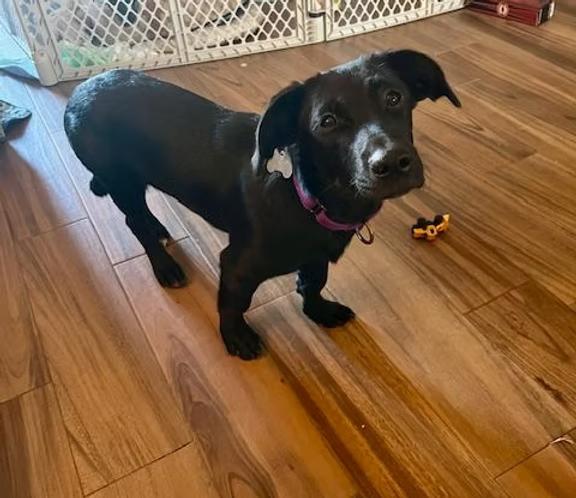 Madison - Maine, a Adoptable Mixed Breed in Kennebunkport, ME image 4/4