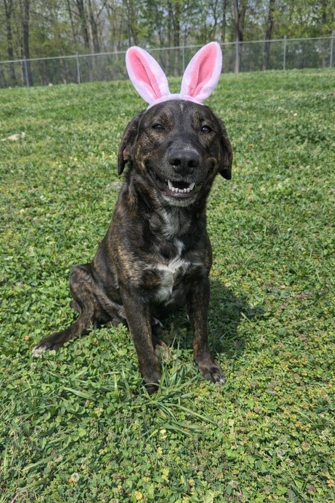 Enlarge David - Awaiting S/N / Available, a Adoptable Affenpinscher in Chickamauga , GA image 1/6