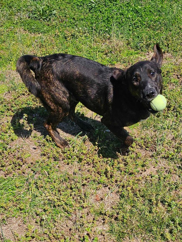Enlarge David - Awaiting S/N / Available, a Adoptable Affenpinscher in Chickamauga , GA image 2/6