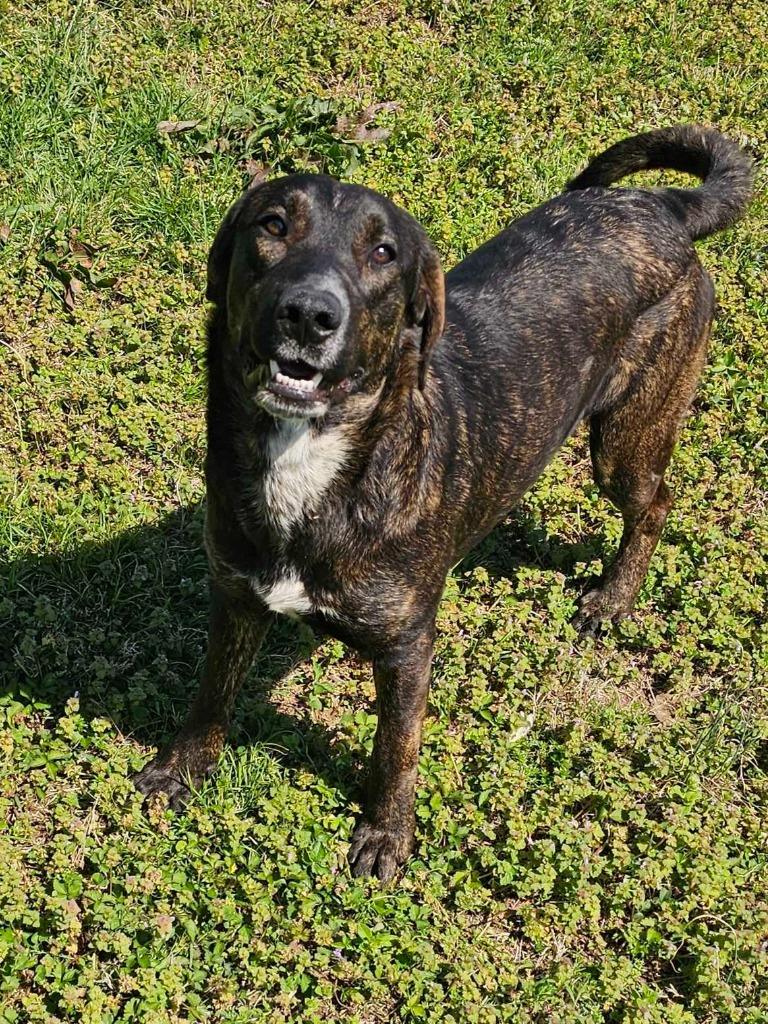 Enlarge David - Awaiting S/N / Available, a Adoptable Affenpinscher in Chickamauga , GA image 3/6