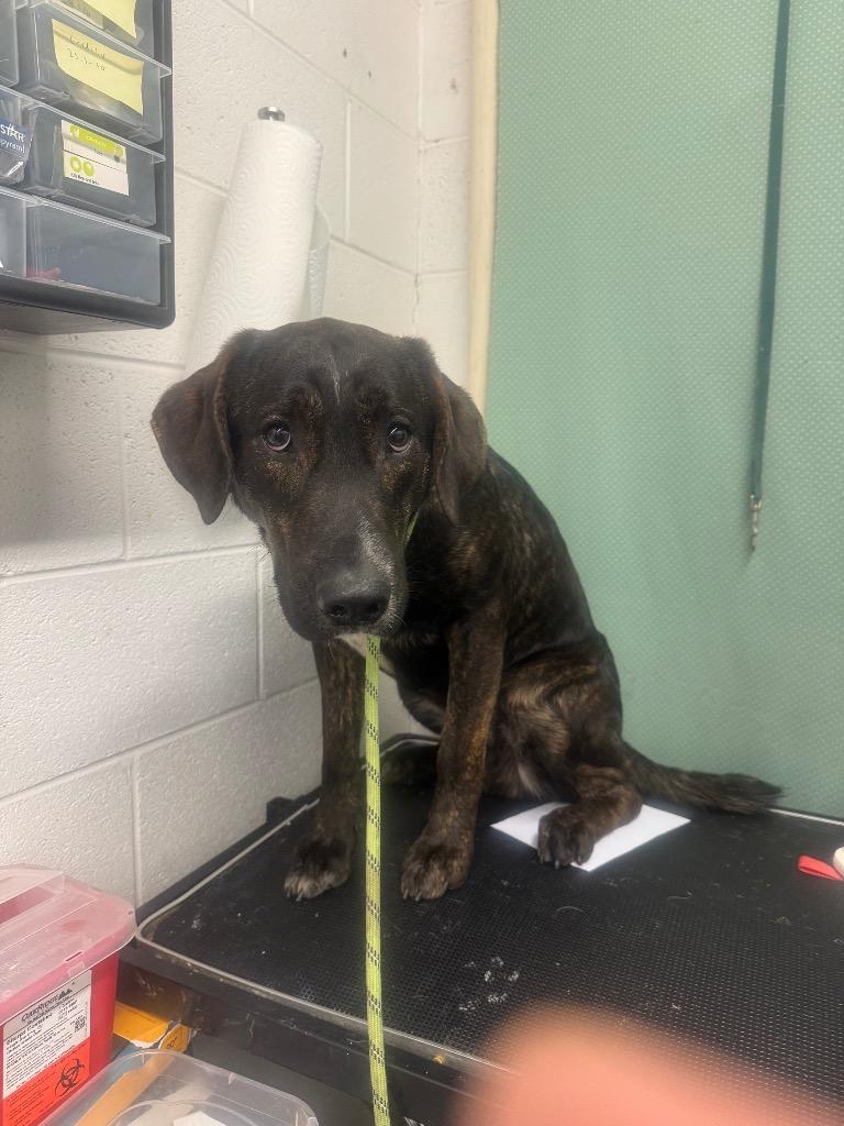 Enlarge David - Awaiting S/N / Available, a Adoptable Affenpinscher in Chickamauga , GA image 4/6