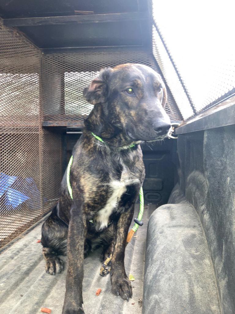 Enlarge David - Awaiting S/N / Available, a Adoptable Affenpinscher in Chickamauga , GA image 5/6