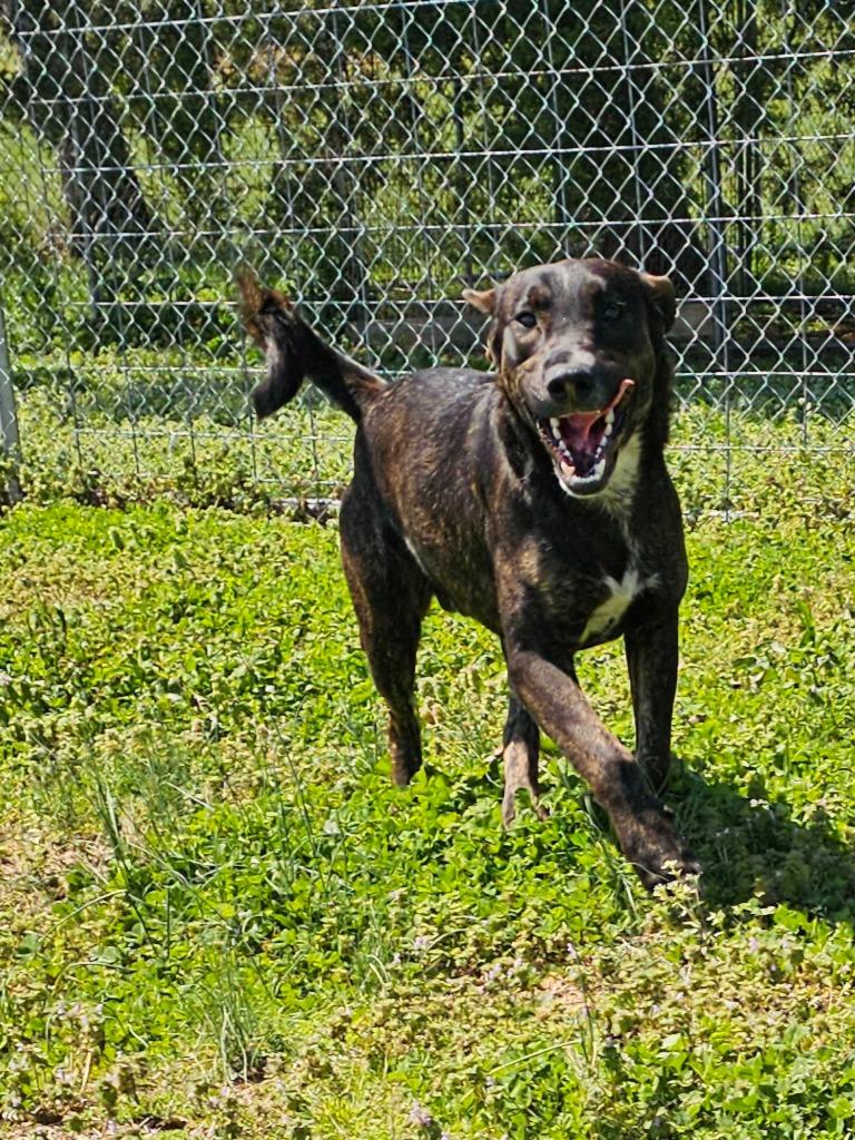 Enlarge David - Awaiting S/N / Available, a Adoptable Affenpinscher in Chickamauga , GA image 6/6