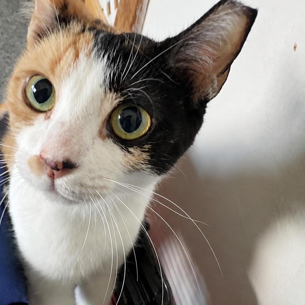 Speckle, Adoptable, Young Female Domestic Short Hair.