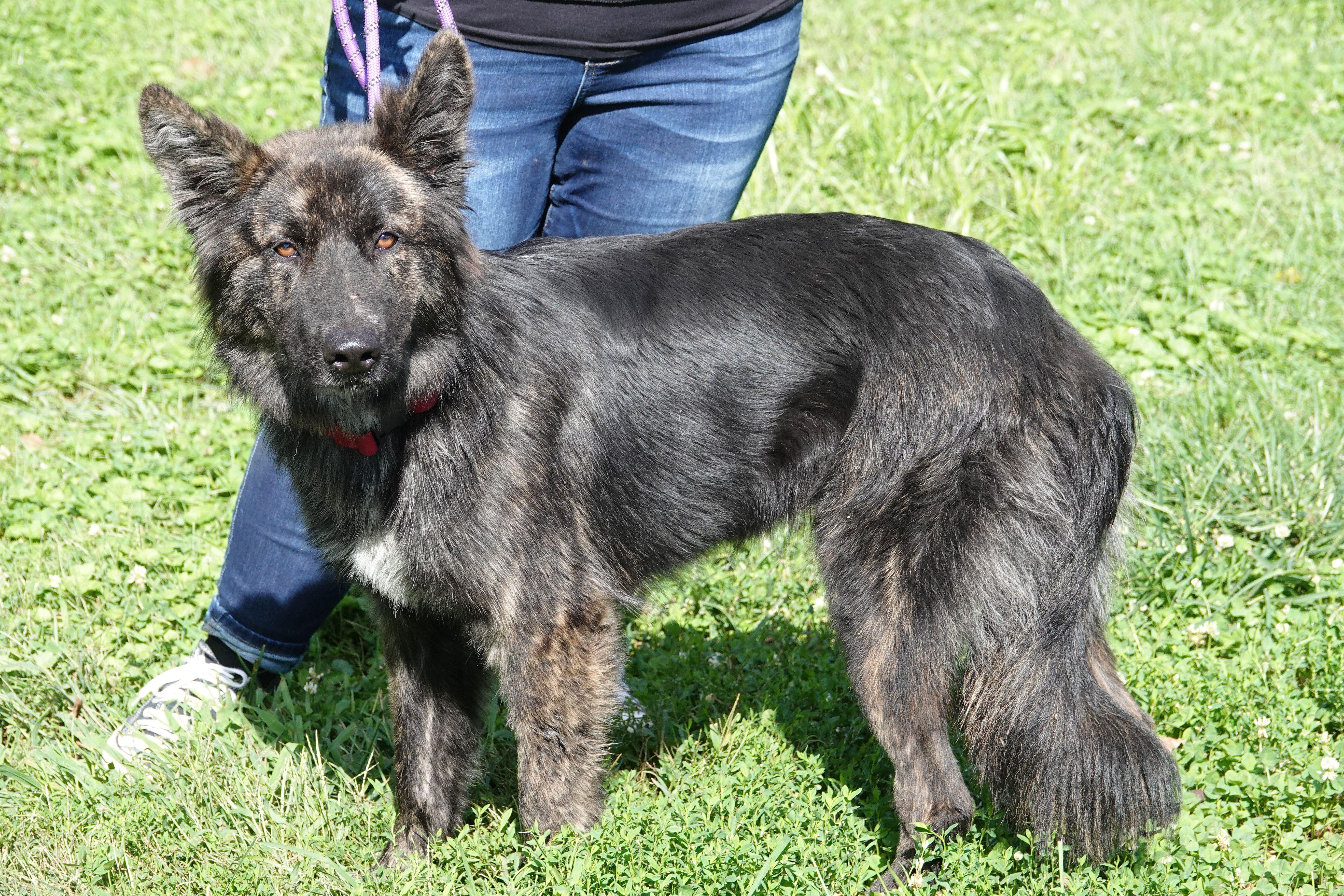 Enlarge Colonel, a Adoptable mixed breed in Millfield, OH image 2/4