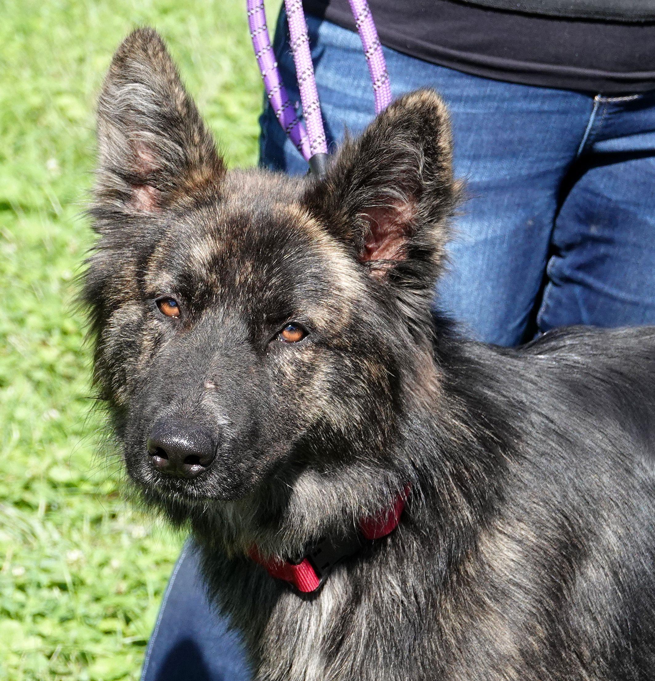 Enlarge Colonel, a Adoptable mixed breed in Millfield, OH image 1/4