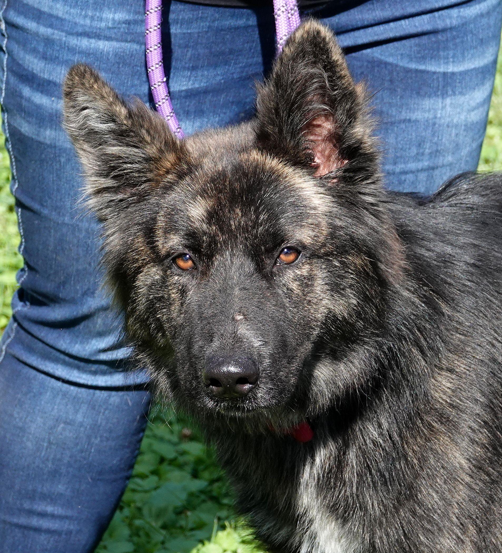 Enlarge Colonel, a Adoptable mixed breed in Millfield, OH image 4/4