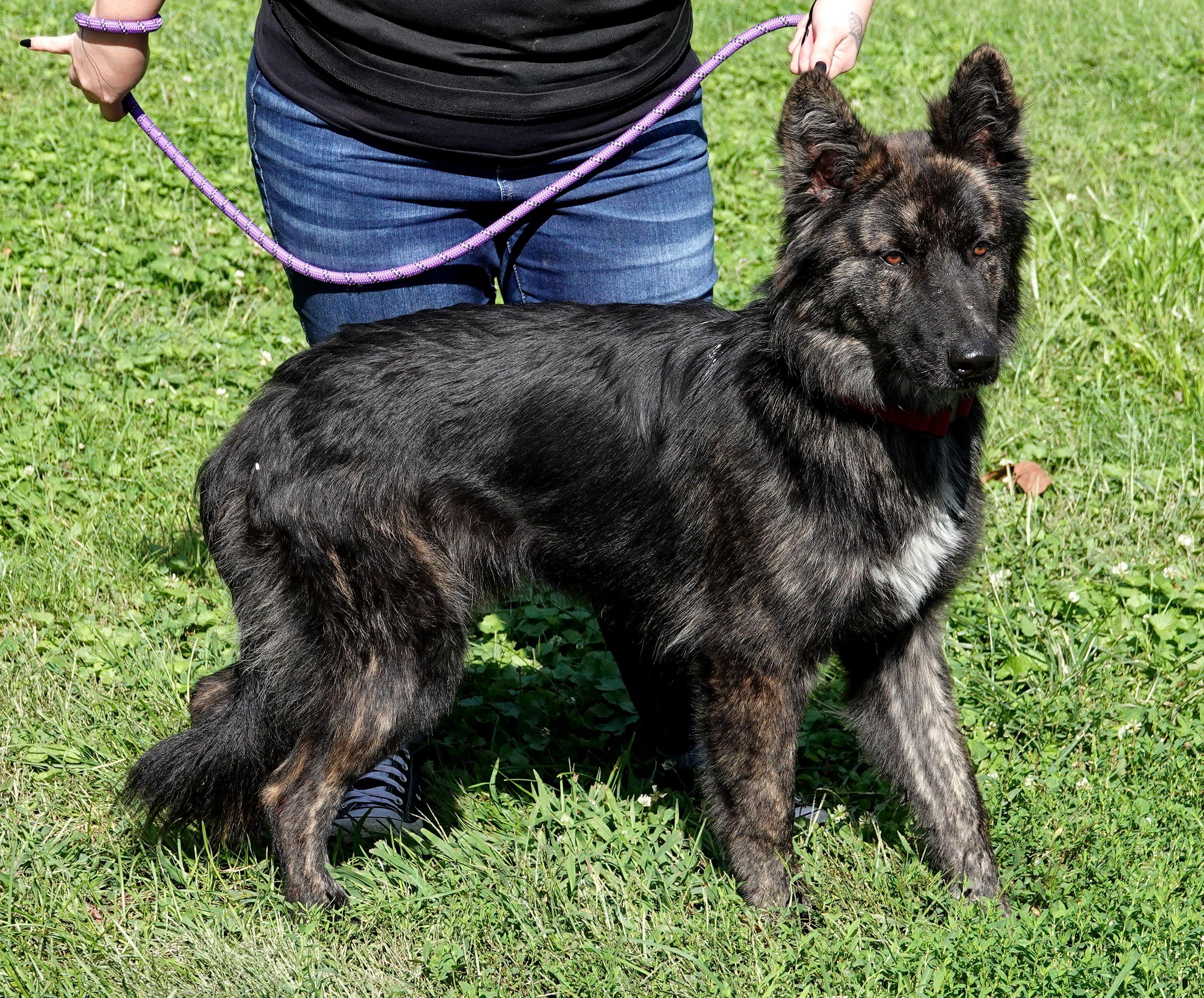 Enlarge Colonel, a Adoptable mixed breed in Millfield, OH image 3/4