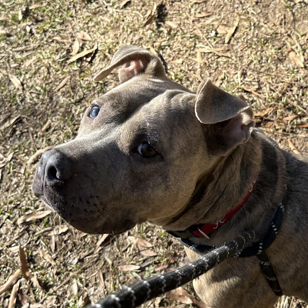 Spaghetti 8142, Adoptable, Adult Female Mixed Breed & Mixed Breed.