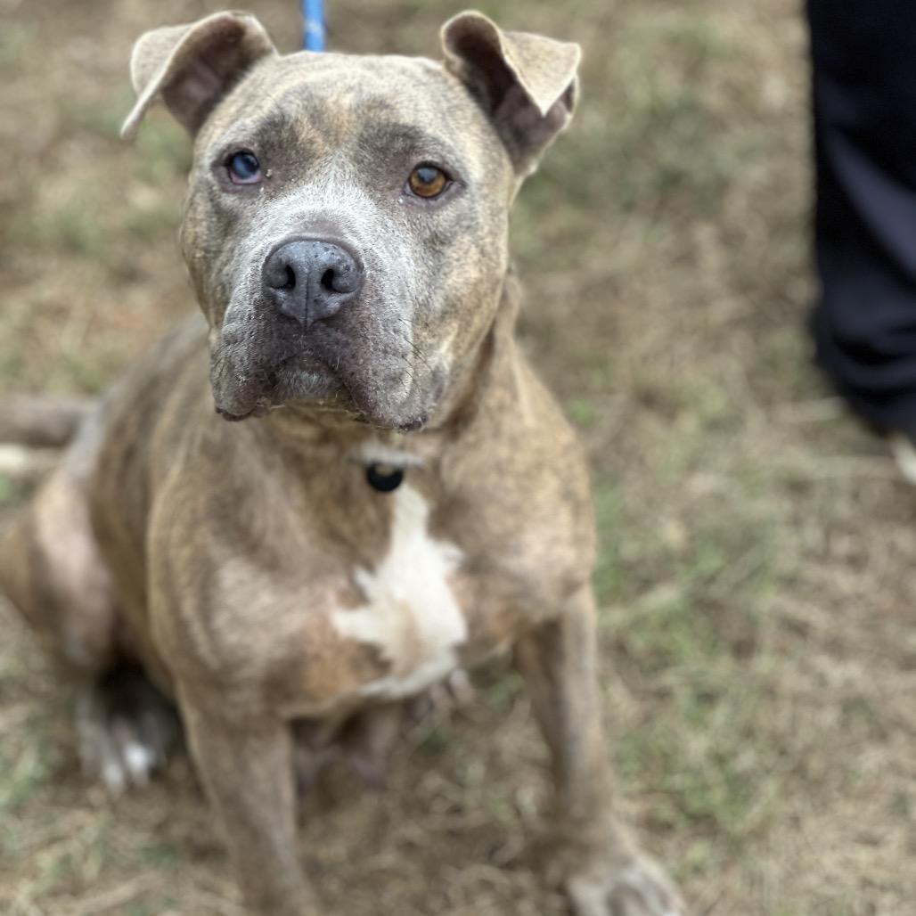 Spaghetti 8142, a Adoptable mixed breed in Columbus, GA image 2/6