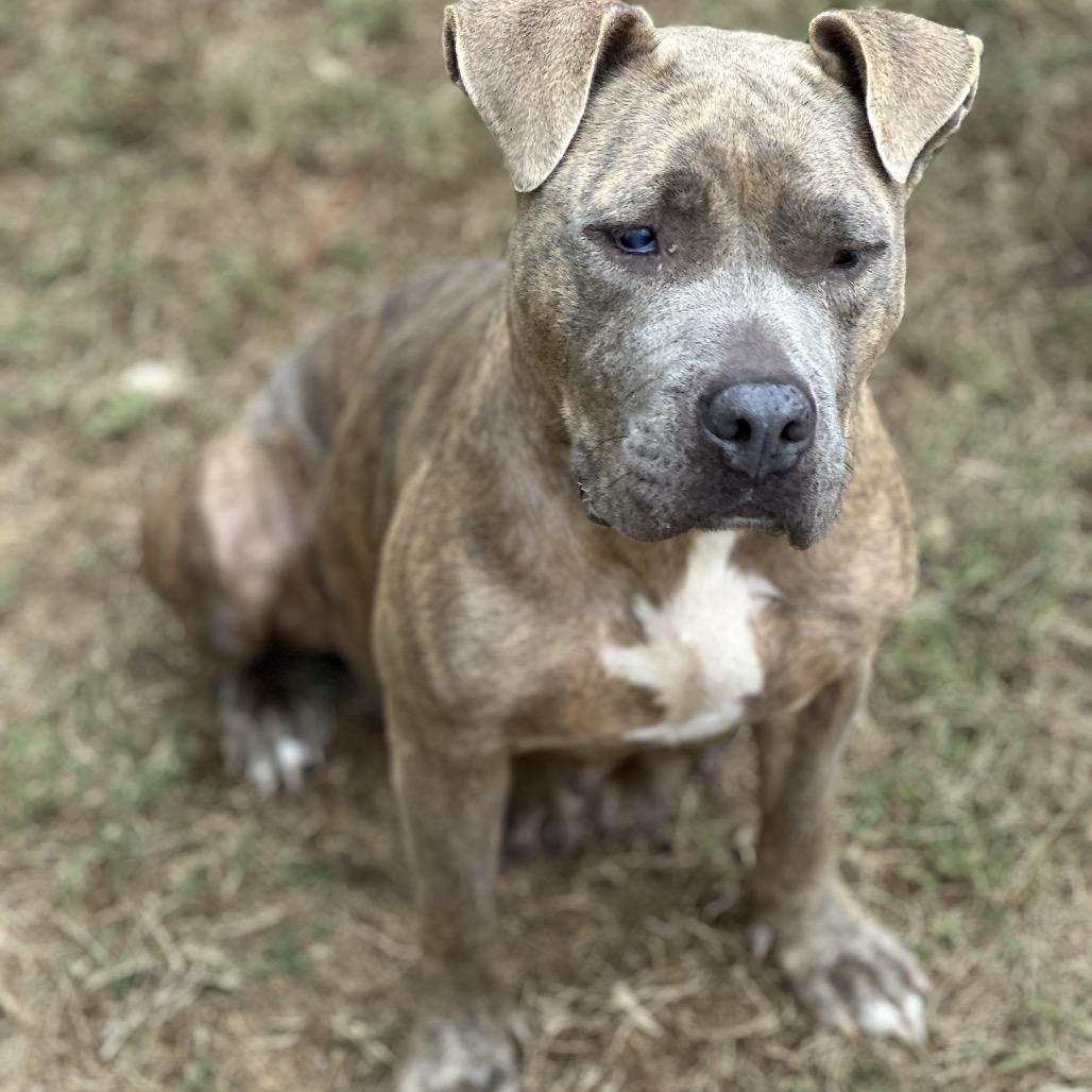 Spaghetti 8142, a Adoptable mixed breed in Columbus, GA image 3/6