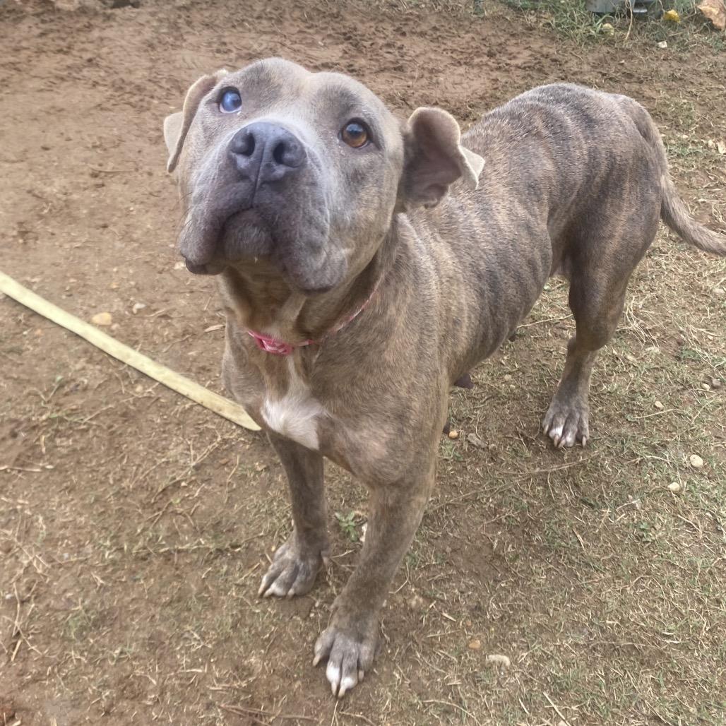 Spaghetti 8142, a Adoptable mixed breed in Columbus, GA image 4/6