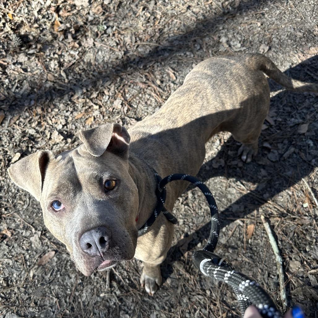 Spaghetti 8142, a Adoptable mixed breed in Columbus, GA image 5/6