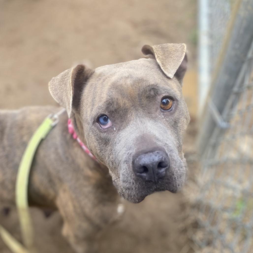 Spaghetti 8142, a Adoptable mixed breed in Columbus, GA image 6/6