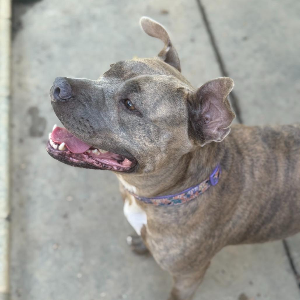 Spaghetti 8142, a Adoptable mixed breed in Columbus, GA image 6/6