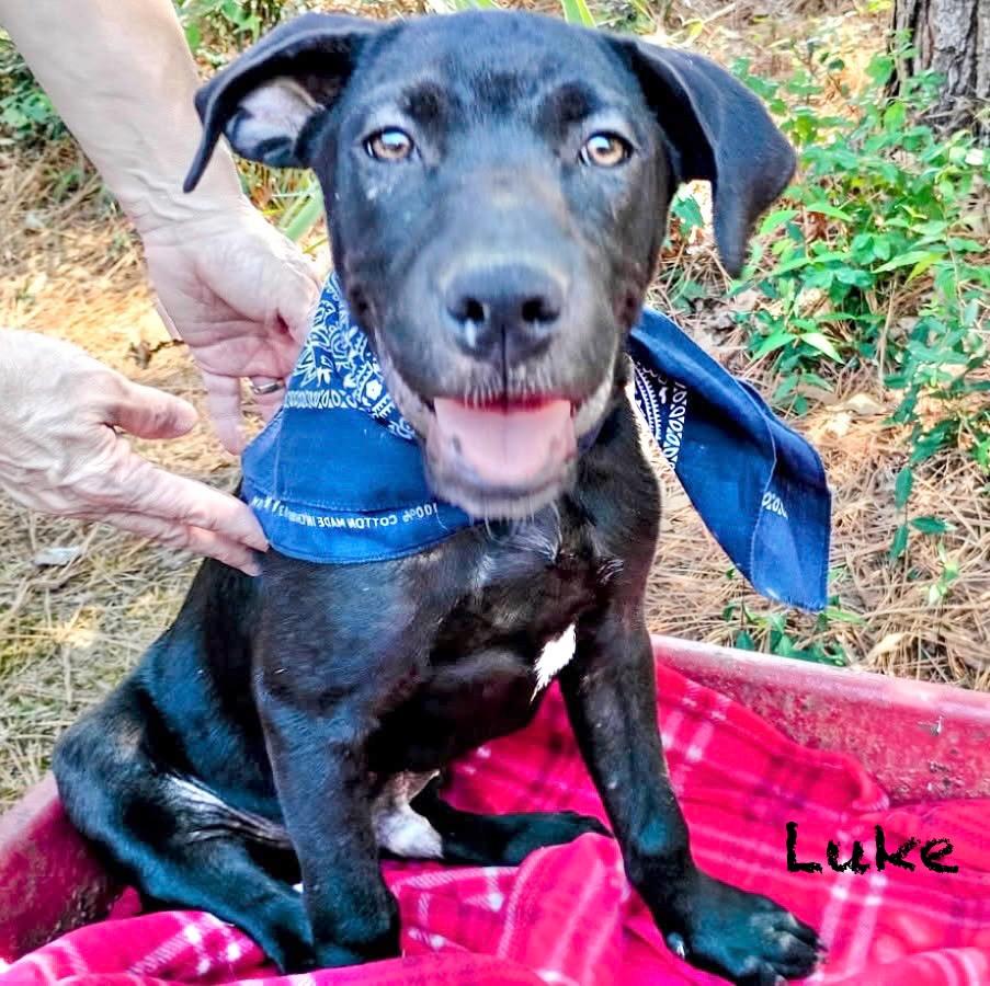 Luke