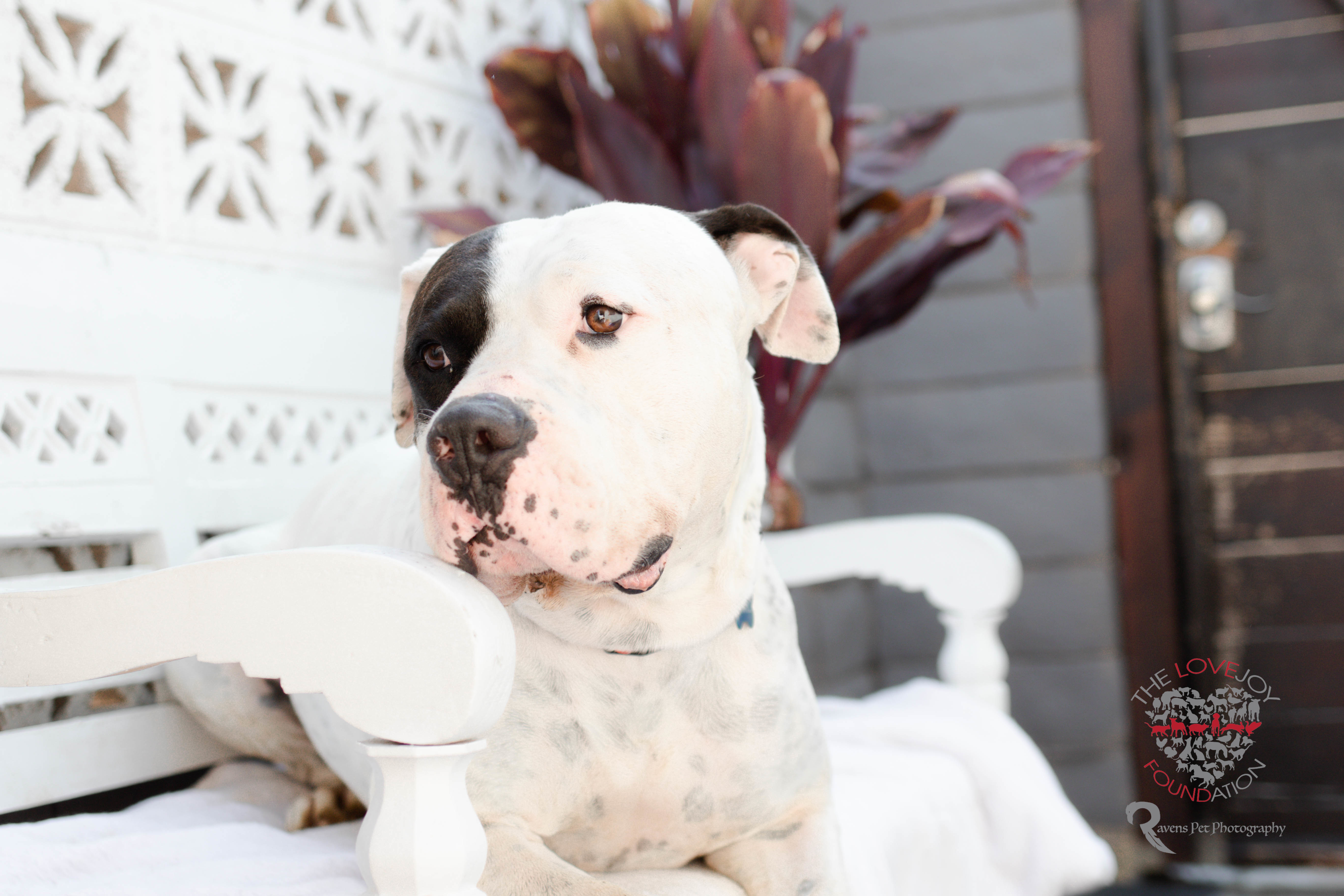 Chance, Adoptable, Adult Male American Bulldog.