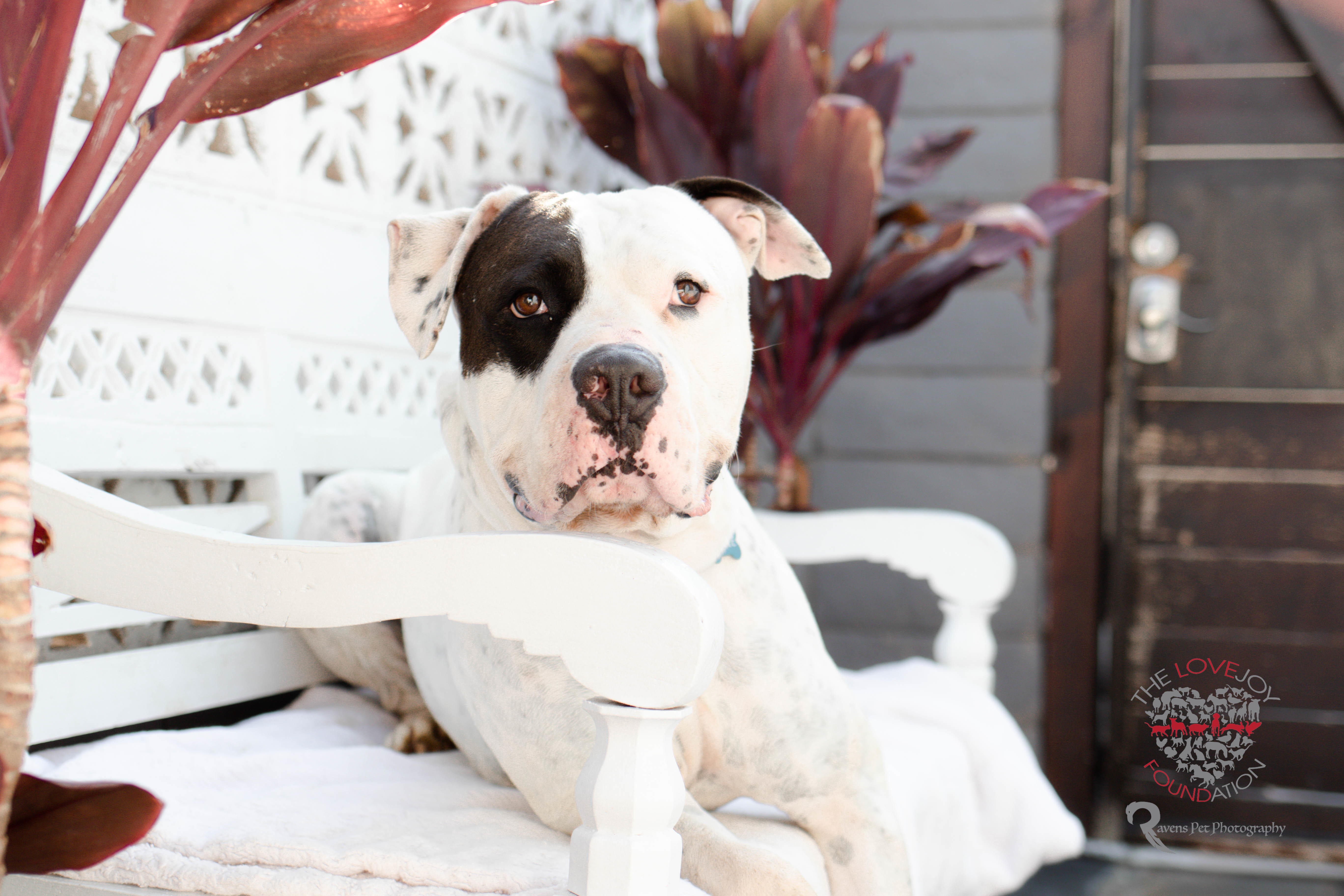 Chance, a Adoptable mixed breed in Inglewood, CA image 2/10