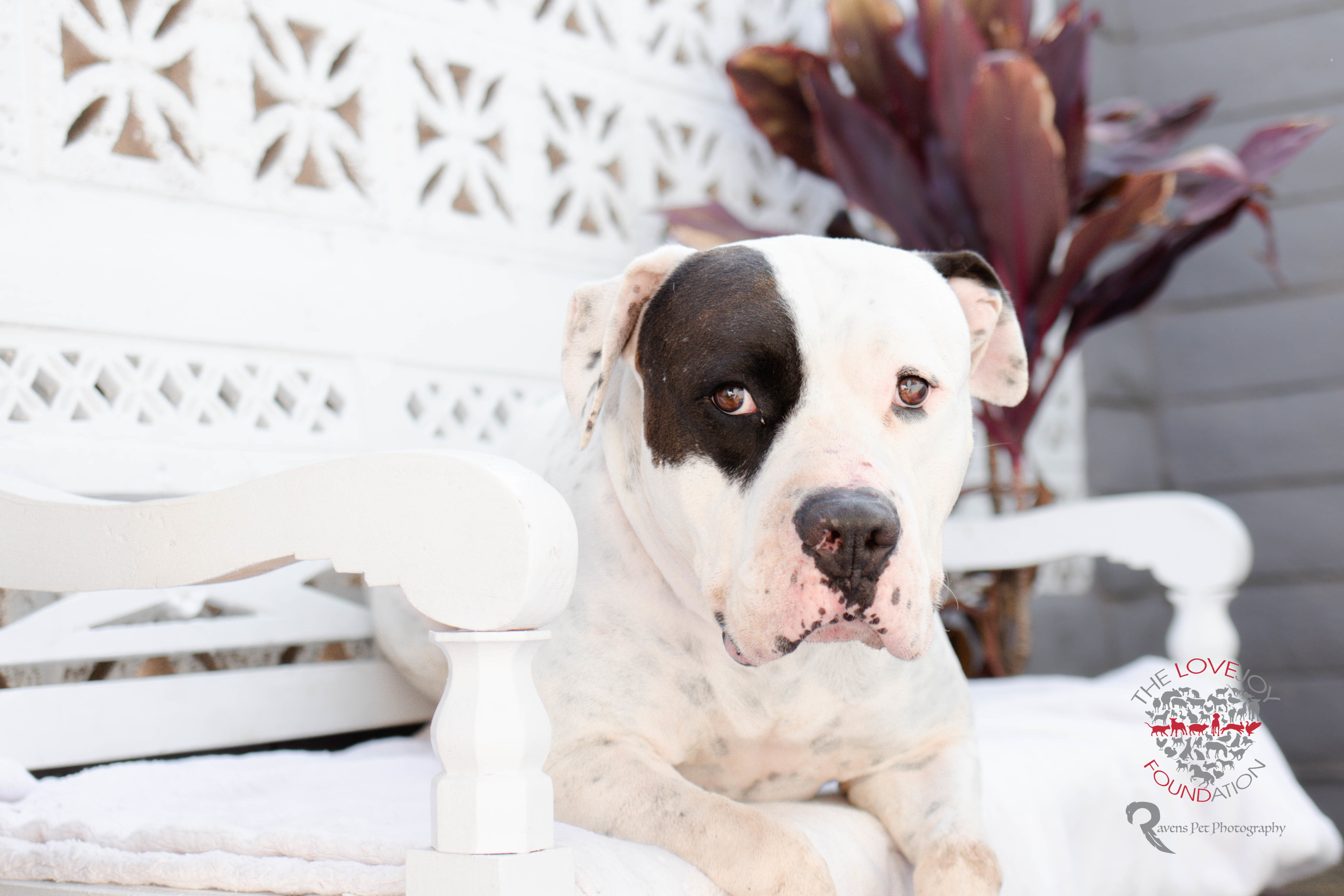 Chance, a Adoptable mixed breed in Inglewood, CA image 3/10