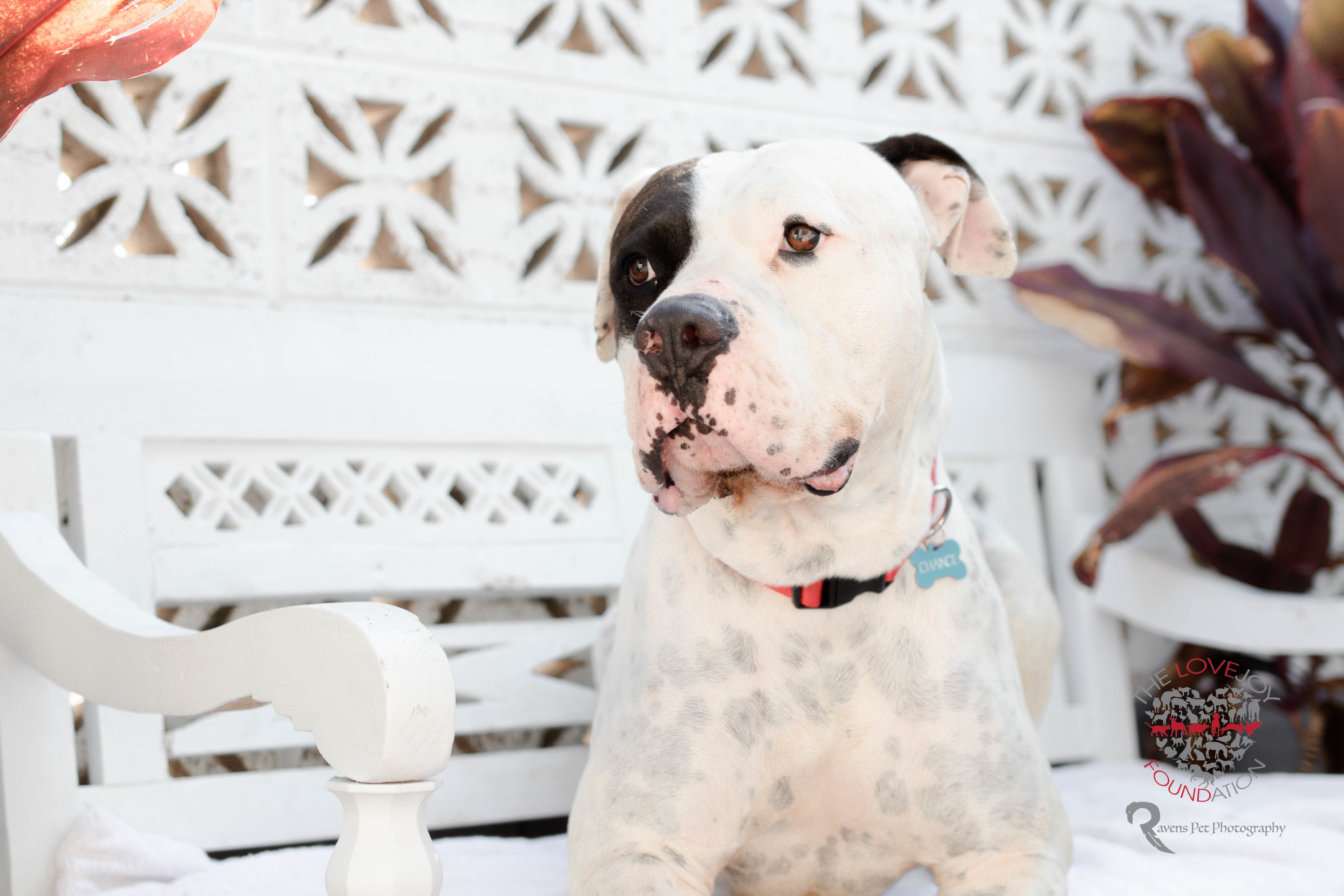 Chance, a Adoptable mixed breed in Inglewood, CA image 4/10