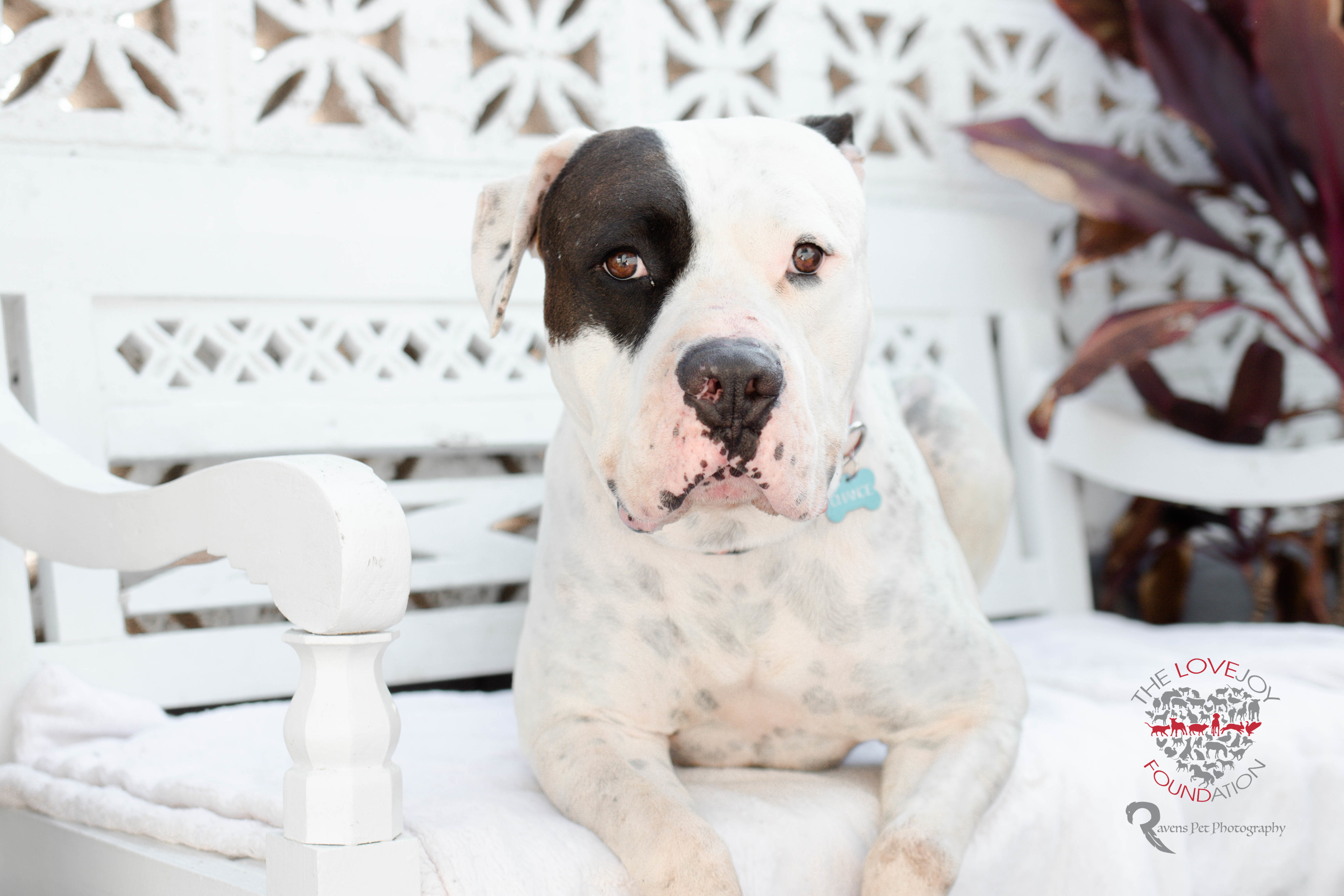 Chance, Adoptable, Adult Male American Bulldog.