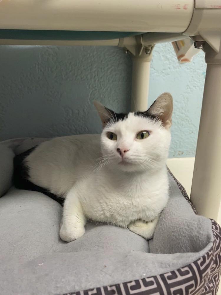 Domino, Adopted, Adult Female Domestic Short Hair.