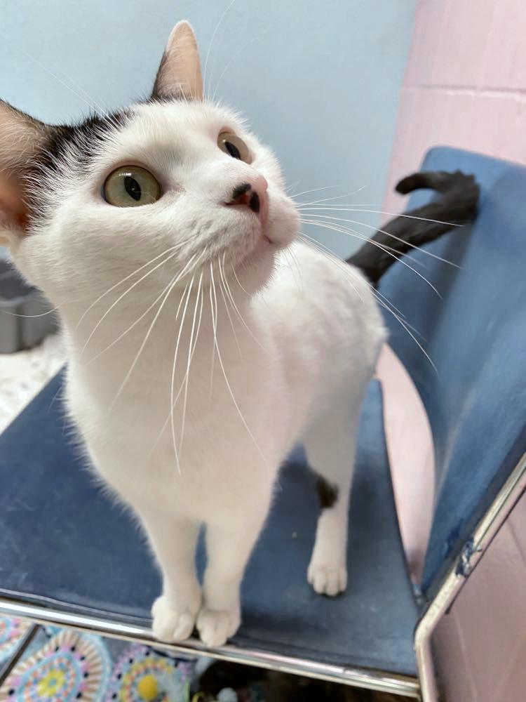 Enlarge Domino, a Adopted mixed breed in Sherwood, AR image 2/5