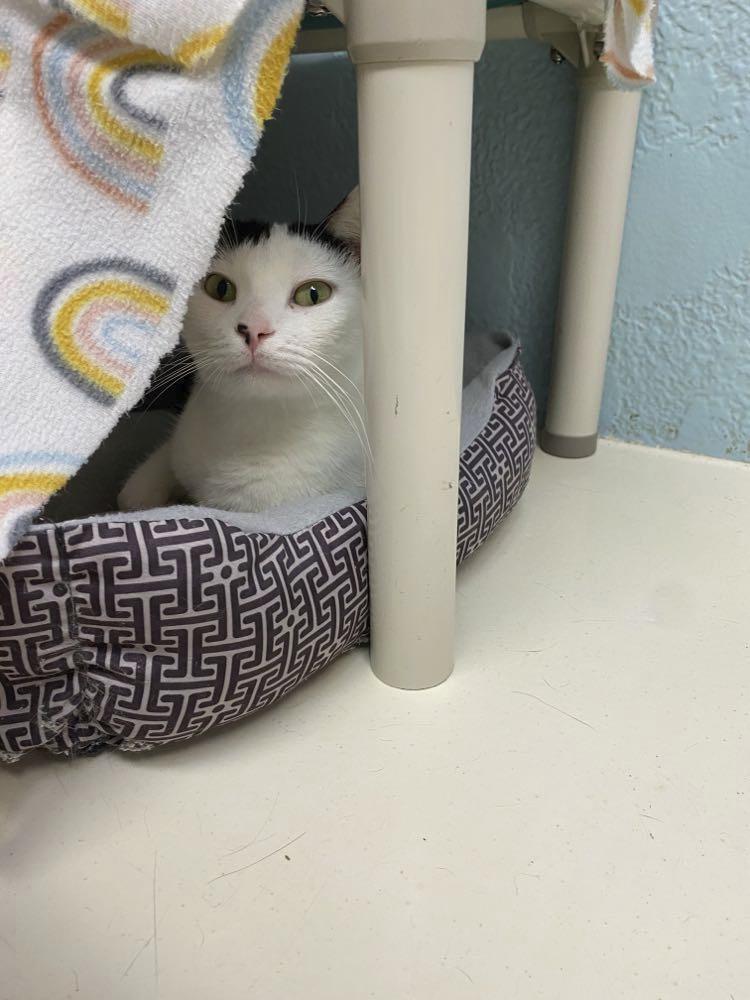Enlarge Domino, a Adopted mixed breed in Sherwood, AR image 3/5
